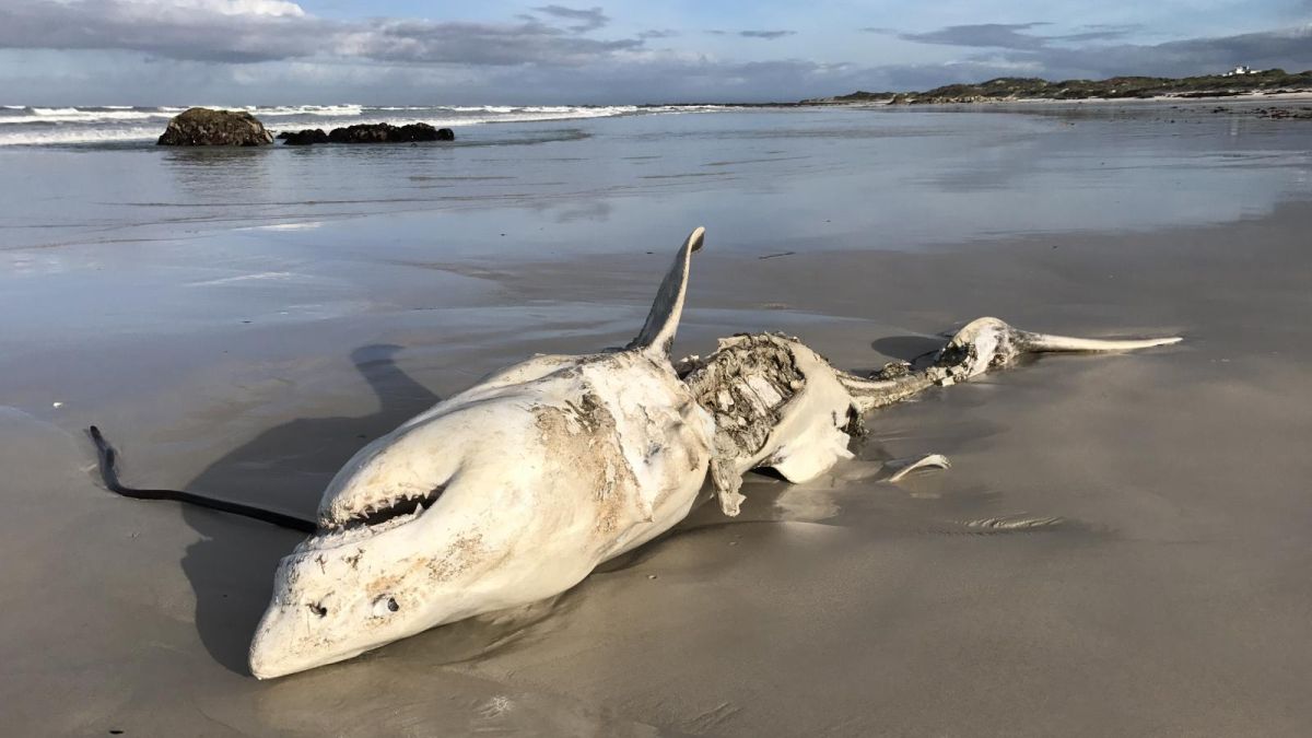 One Predator Scares Away White Sharks Even More Than Orcas : ScienceAlert