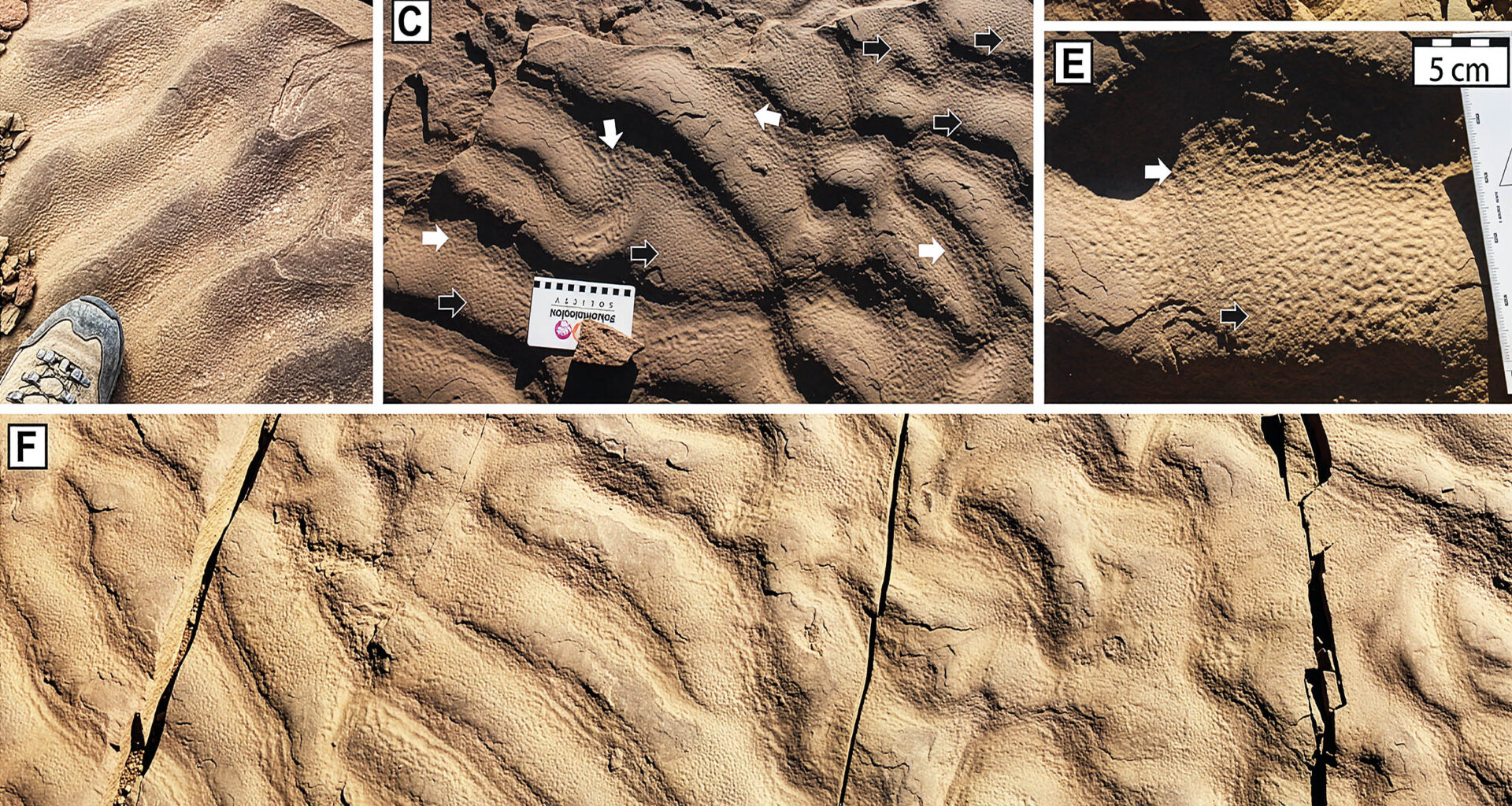 Deep sea microbial life signatures found in a very unexpected place