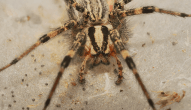 Dance, pluck… then paralyse: the riskiest date night in nature