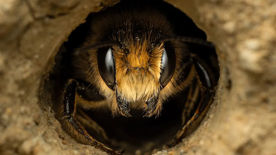  Close-up of a bee peeking out from a circular opening in a sandy nest. The bee's large eyes and fuzzy face are in sharp focus, conveying curiosity. 