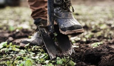 Centuries old remains in Wellington garden