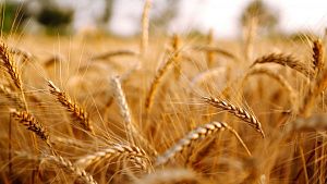 Russia applies gene editing to increase wheat productivity