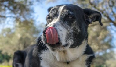 The Microbes in Your Dog's Gut May Predict Their Cancer Prognosis : ScienceAlert