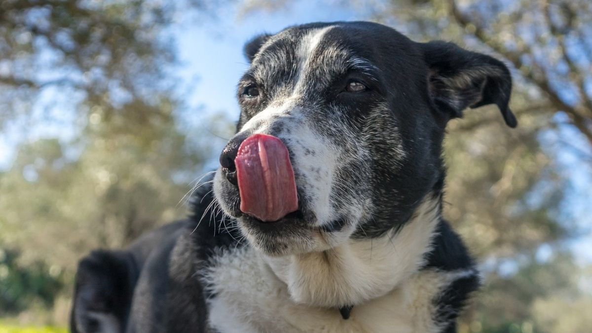 The Microbes in Your Dog's Gut May Predict Their Cancer Prognosis : ScienceAlert