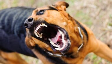 Government orders review into New Zealand's dog control laws