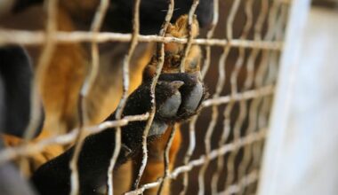 Problem dogs? Councils say it's the owners, not the rules