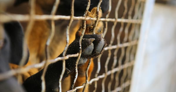 Problem dogs? Councils say it's the owners, not the rules