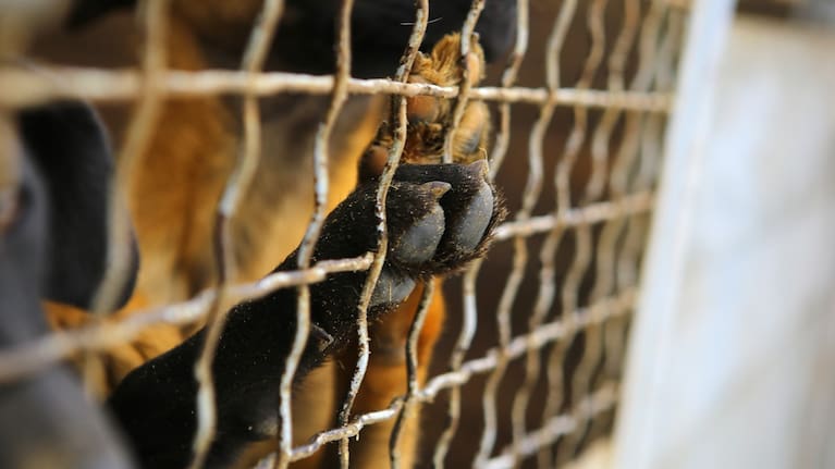 A dog looking out through the wire of their cage (file image).