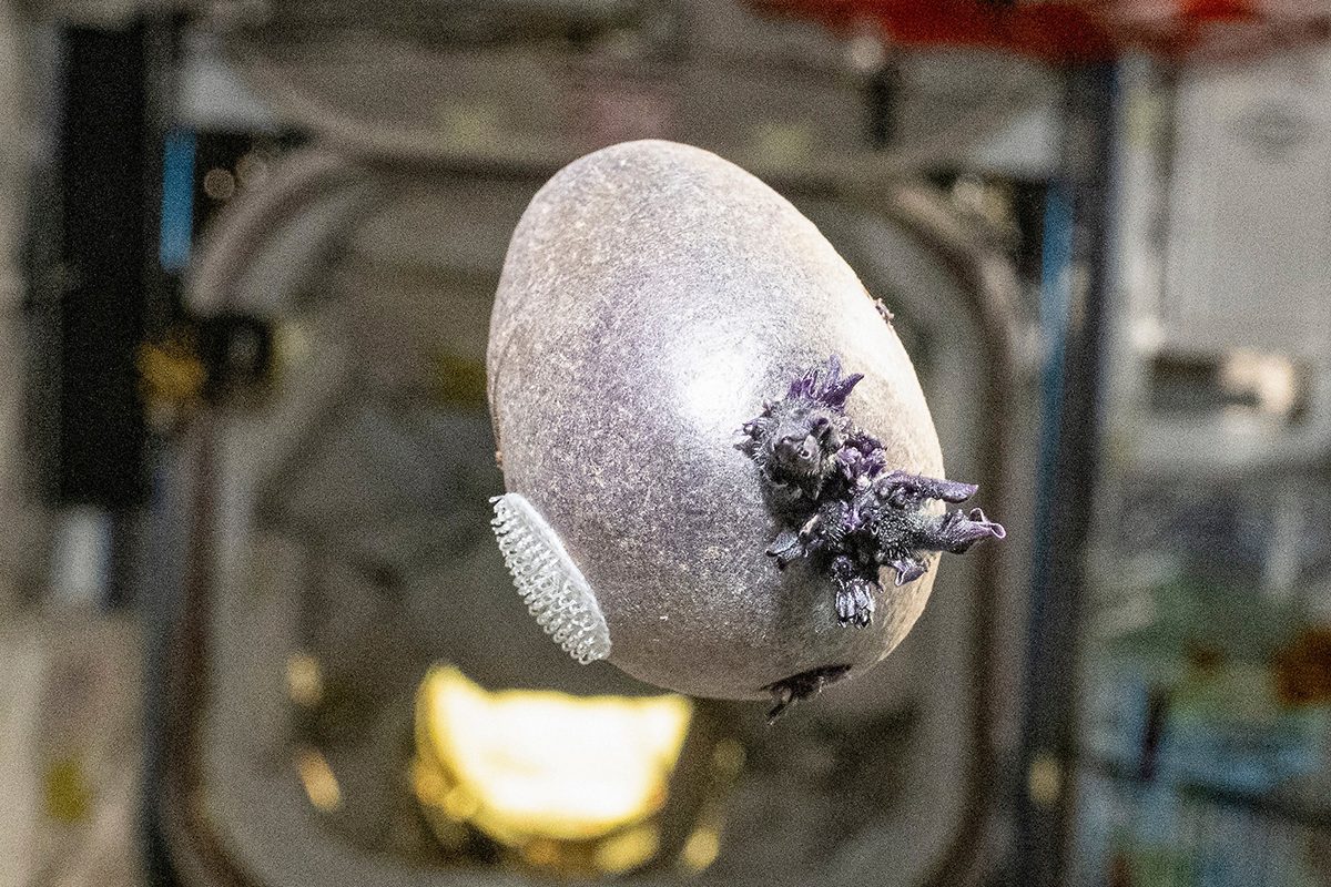 A purple potato on the International Space Station, photographed by NASA astronaut Don Pettit. Credit: NASA