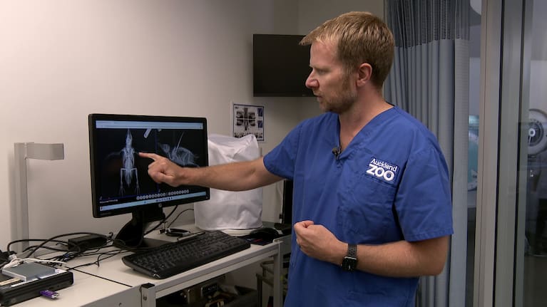 Dr James Chatterton , vet at Auckland Zoo.