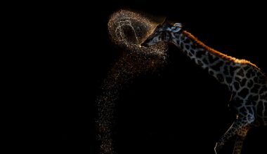 Shot at 1/1000 sec, "rare and fleeting animal behaviour, made unforgettable by the setting sun" scoops Gold in photo competition