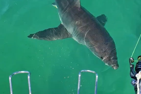 A white shark swims near a boat.
