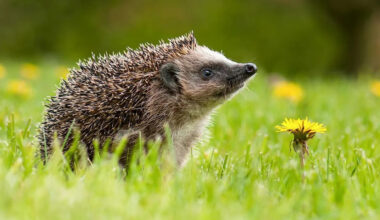 Secret of hedgehog hearing discovered at far beyond human range