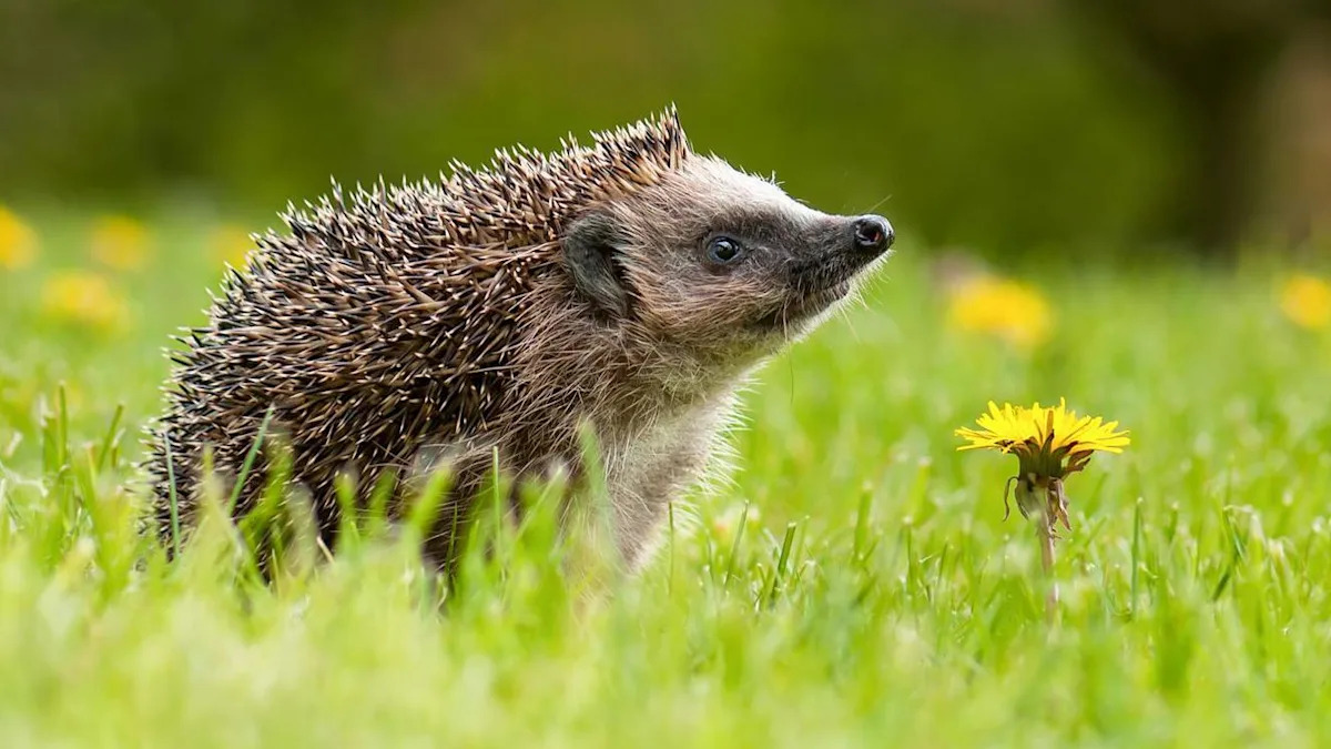 Secret of hedgehog hearing discovered at far beyond human range