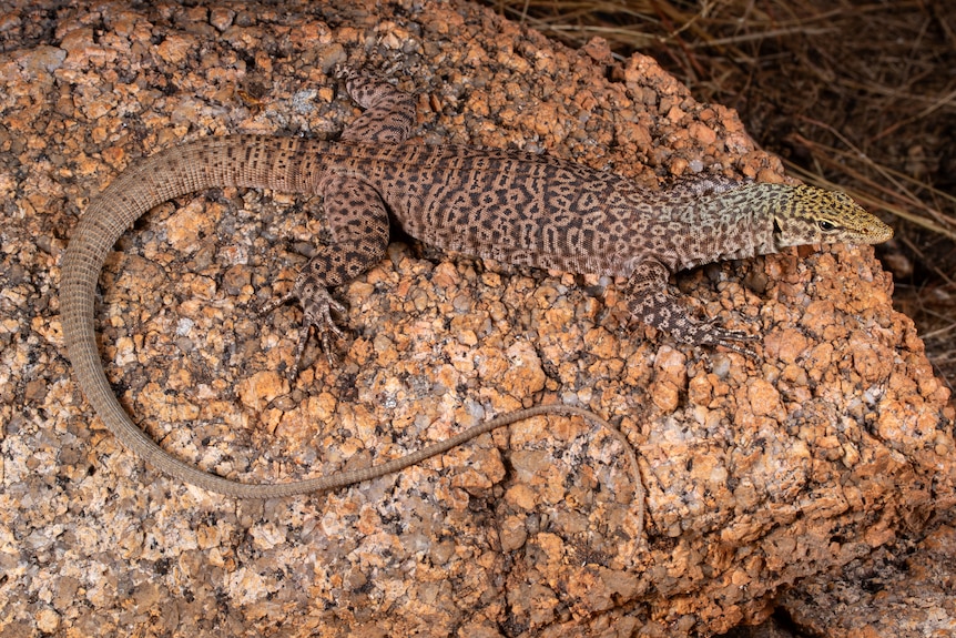 A colourful lizard on a rock.