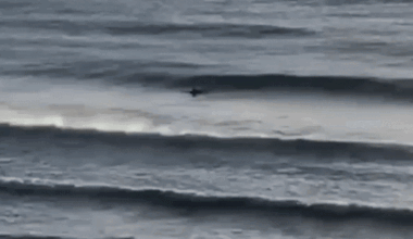 Shark deterrence devices that Sydney surfers and divers swear by