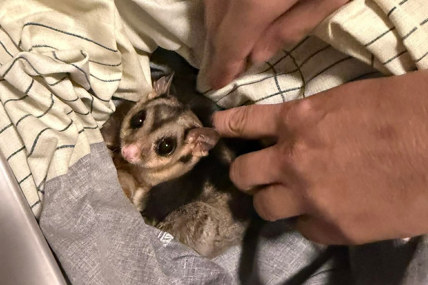A sugar glider wrapped in a blanket