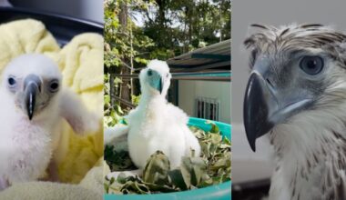 Baby Philippine Eagle, Bayani, makes its debut • PhilSTAR Life