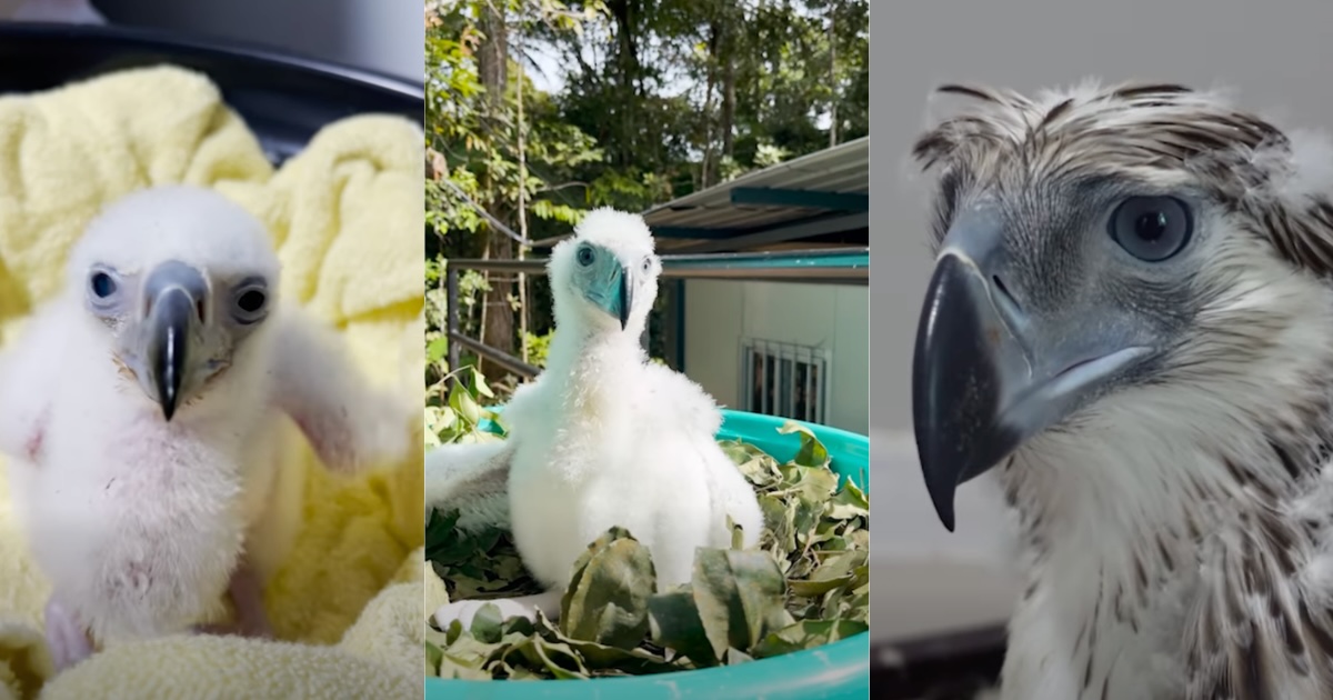 Baby Philippine Eagle, Bayani, makes its debut • PhilSTAR Life