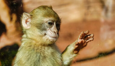 Punch the Baby Monkey Is Now Waving at His Adoring Fans Like the King He Is
