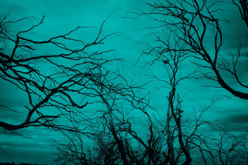 Black and white image of bare trees, overlaid with deep teal colour.
