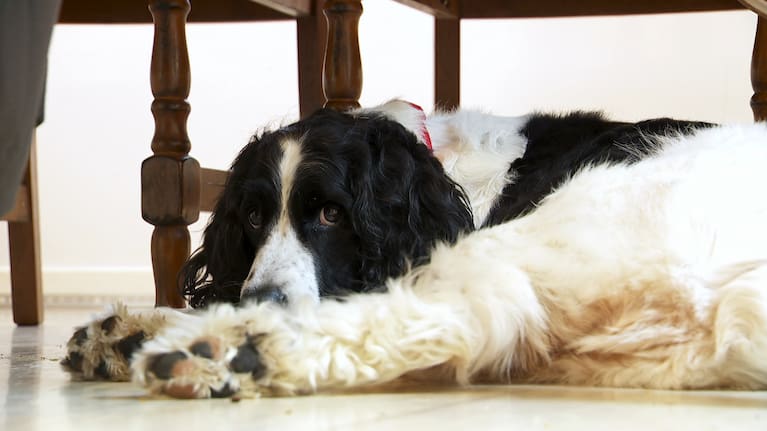 Eight-year-old Zorro was diagnosed with Evans Syndrome five years ago.