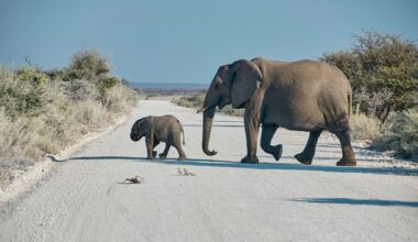 elephants road