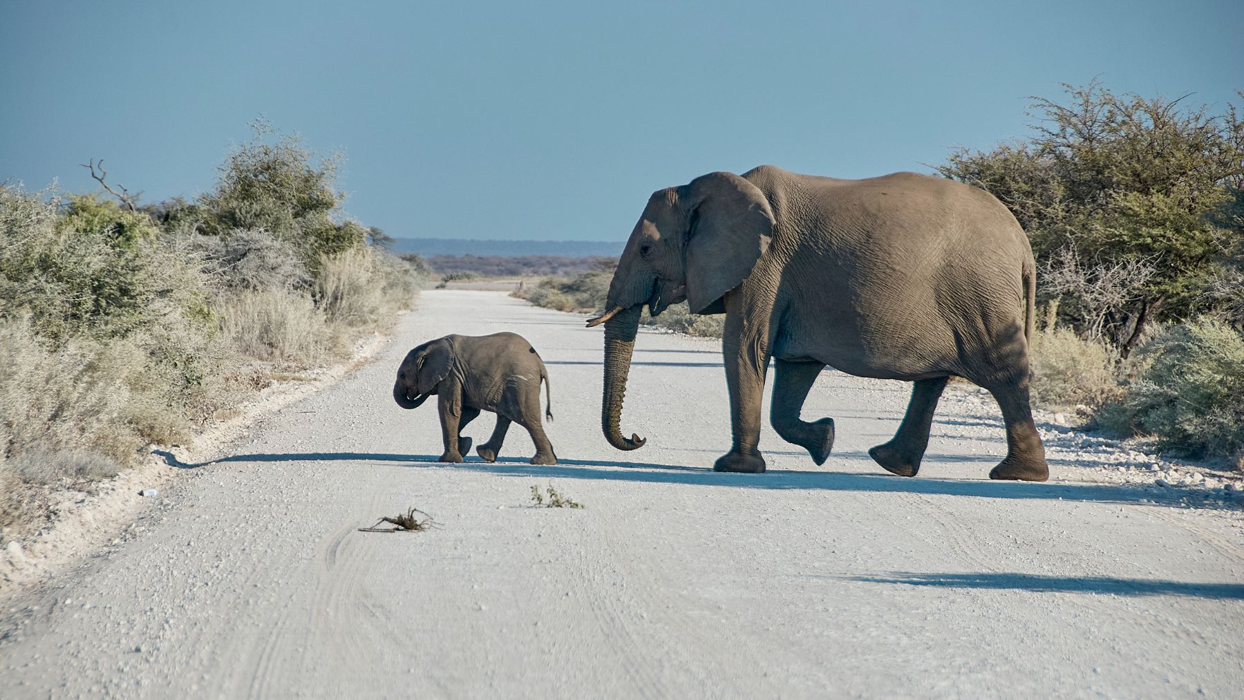 elephants road