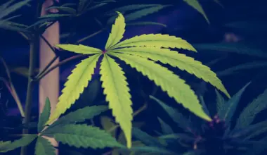 New Cannabis Group Will Help Ground Policy In Science And Patient Experience As Trump's Rescheduling Move Advances (Op-Ed)