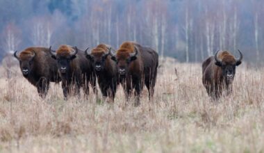 Herd of European bison standing in a grassy field in Romania, illustrating the rewilding project linked to rising plant biomass