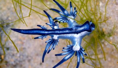 The Blue Dragon Sea Slug Eats Venomous Prey and Saves the Stingers for Later