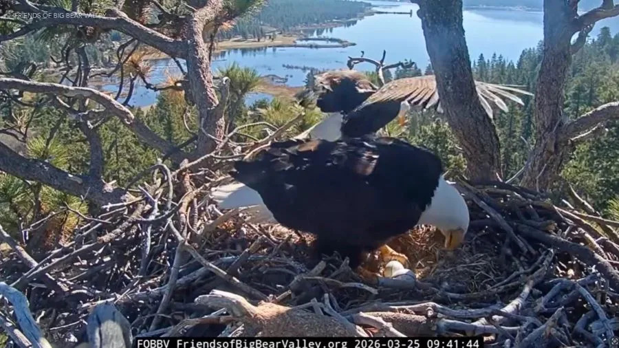 Two adult bald eagles, Jackie and Shadow, stand together in a large stick nest high in a tree above Big Bear Lake, preparing eggs ahead of the expected hatching period.