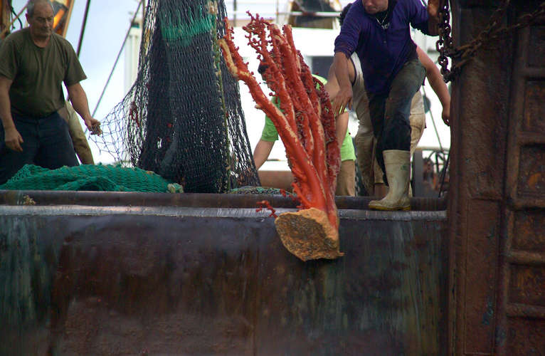 NZ trawler dumps huge coral bottom trawling NZ trawler dumps huge coral bottom trawling