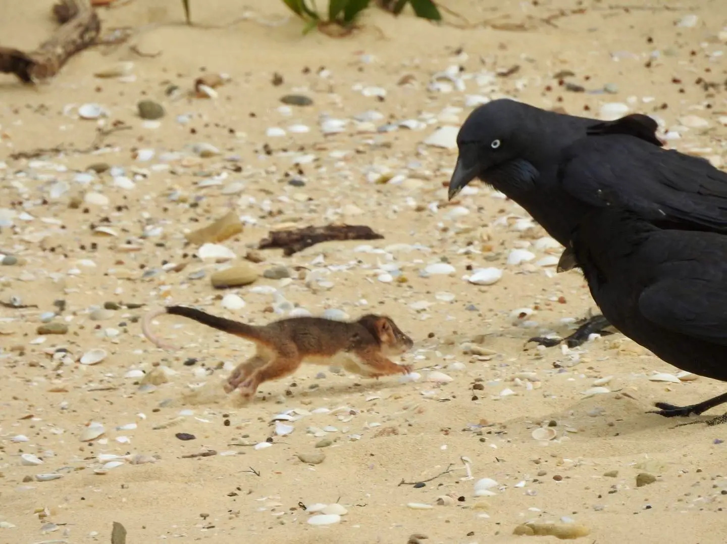 Two ravens watch a baby ringtail possum on the west side of Lakes Entrance.