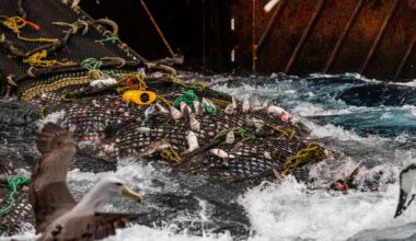 Sold to the highest trawler: Shane Jones hands NZ oceans over to Big Fish - National silent