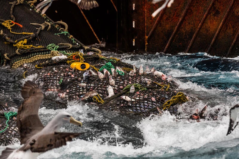 Sold to the highest trawler: Shane Jones hands NZ oceans over to Big Fish - National silent