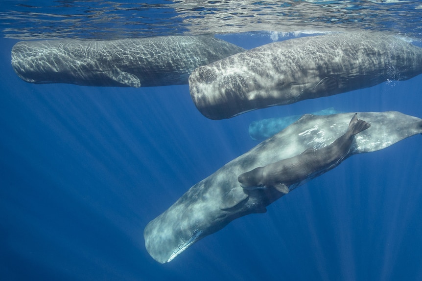 Underwater photo of three large sperm whales and one baby swimming just under the surface.