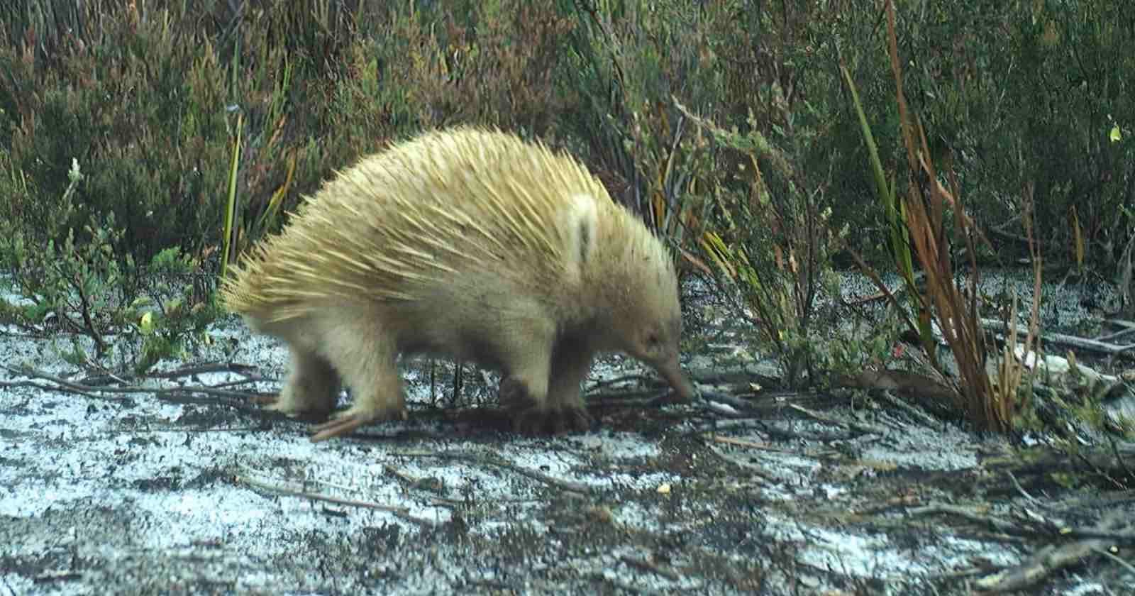 First-Ever Camera Survey of Remote Tasmanian Island Reveals Rarely-Seen Animals