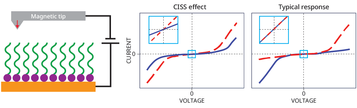 The diagram at left shows an orange metal plate with purple dots and green squiggles on top if it. A gray rectangle above the image has a red, downward-pointing arrow labeled magnetic tip. The middle graph, labeled CISS effect, and right graph, labeled typical response, have an x-axis labeled voltage and y-axis labeled current. Both graphs have red and blue curves and insets around the origin.
