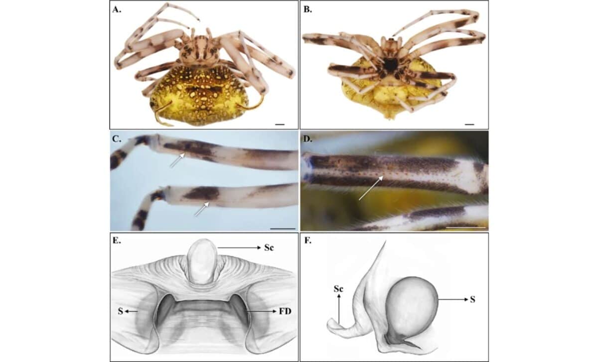 Female Holotype Of Taczanowskia Waska Sp. Nov. Dorsal, Ventral, And Internal Morphology With Leg Spine Detail ©zootaxa
