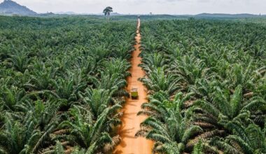 Palm oil, cocoa, coffee… who’s going to tend to tomorrow’s large tropical plantations?