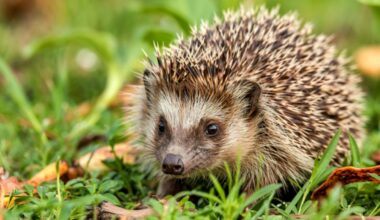 Hedgehogs can hear high-frequency ultrasound – that knowledge could help save them