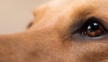 Can animals sense earthquakes?