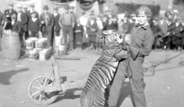 The inspiring and tragic story of Mabel Stark, America’s most famous female tiger trainer
