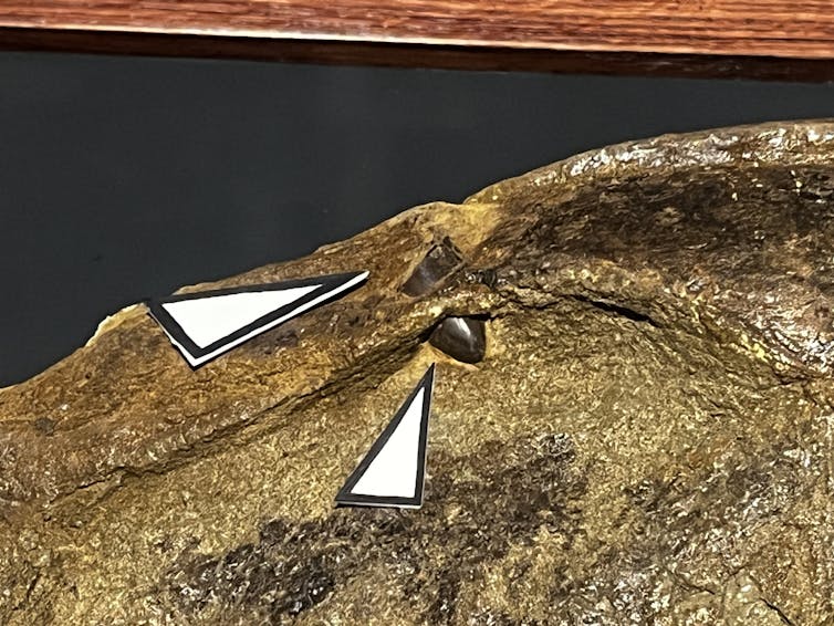 close up of a skull with a tooth fragment lodged in it