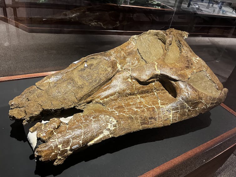 a dinosaur skull on a table