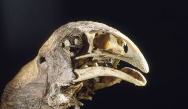 To help save NZ’s native species, we must move past the extinction blame game