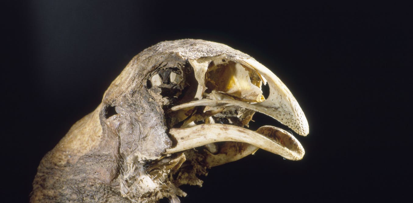 To help save NZ’s native species, we must move past the extinction blame game