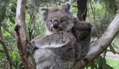 We thought inbred koalas were at risk of extinction. But what we discovered upends genetic conventions