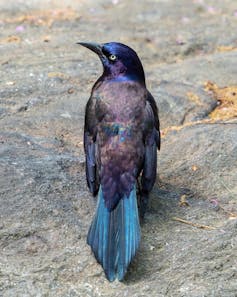 A bird with a blue tail and iridescent purple feathers.